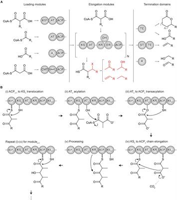 Repurposing Modular Polyketide Synthases and Non-ribosomal Peptide Synthetases for Novel Chemical Biosynthesis